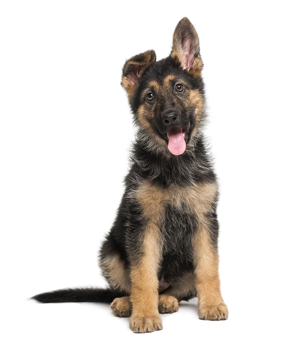 Schäferhund Welpe Zooheld